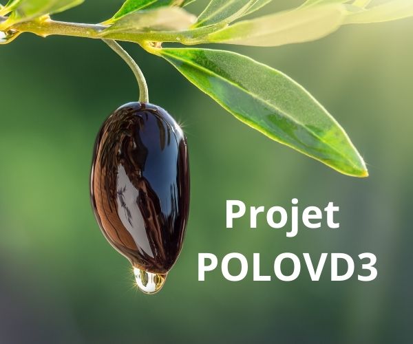 POLOVD3 : l’huile d’olive pour lutter contre l’ostéoporose et la fonte musculaire