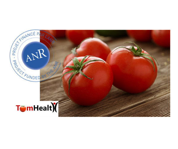 Une approche innovante et intégrée pour de nouveaux produits à base de tomates – projet TOMHEALTH