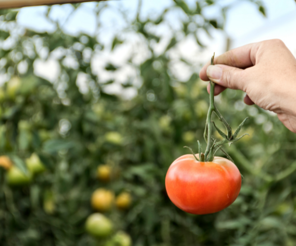 Projet Tom’ability : des pratiques culturales économes en eau compatibles avec des produits transformés à base de tomate de qualité